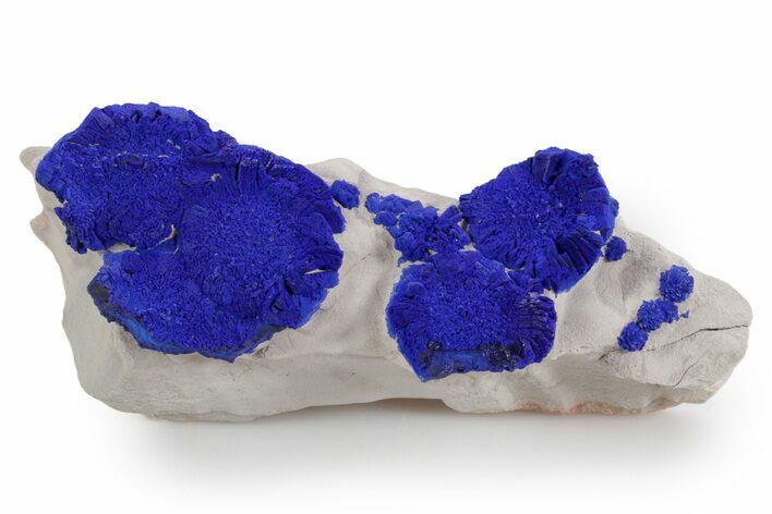 Vibrant Blue Azurite Suns on Siltstone - Australia #361245